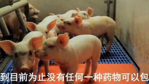 最新母豬保健方案揭秘,提升母豬健康與生產(chǎn)效率的秘訣