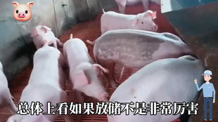 最新閹豬技巧步驟指南，專業(yè)方法與實(shí)用操作指南