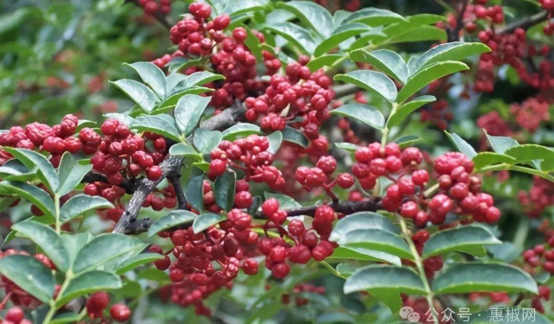 花椒價(jià)格最新行情2024，科技引領(lǐng)，椒香走向未來