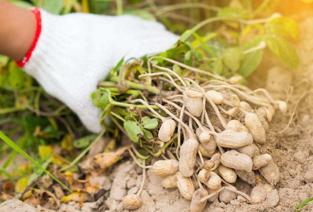 遼寧玉米最新價(jià)格動態(tài)，變化中的機(jī)遇，學(xué)習(xí)成就自信與收獲