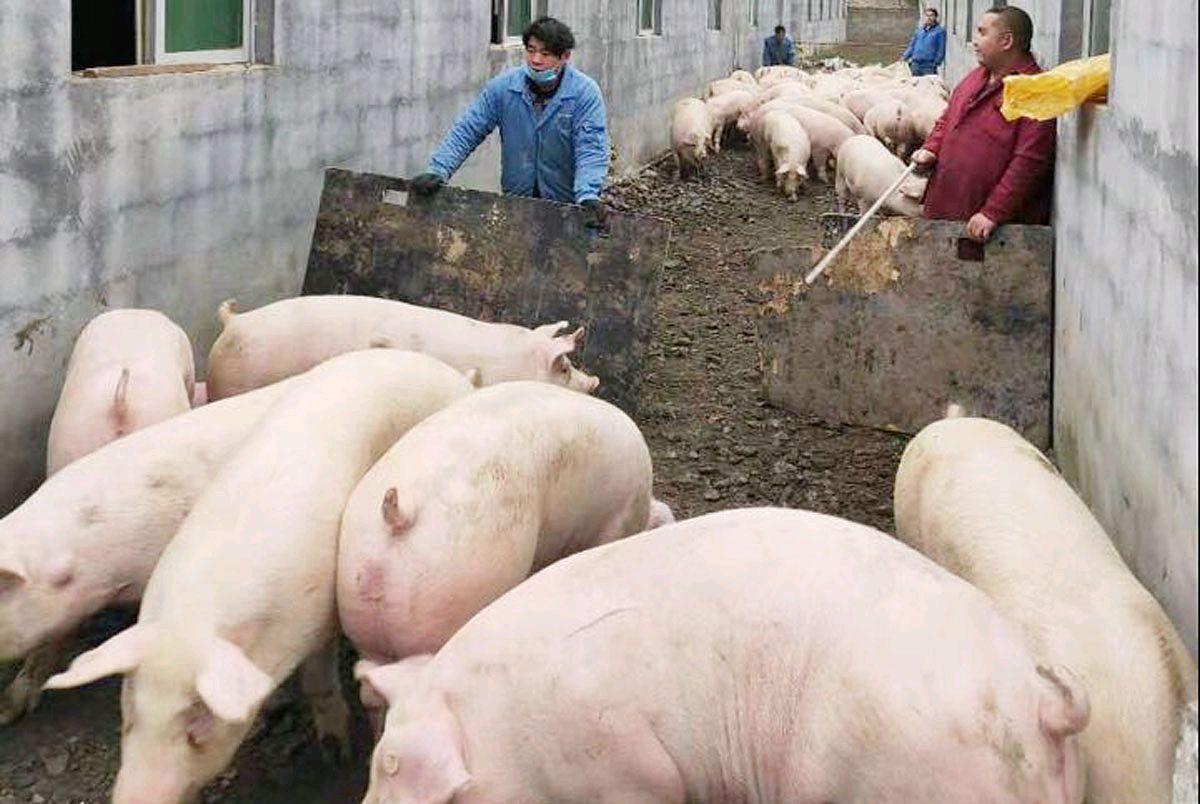 時(shí)代背景下的市場(chǎng)波動(dòng)與影響，全國(guó)最新豬肉價(jià)格分析