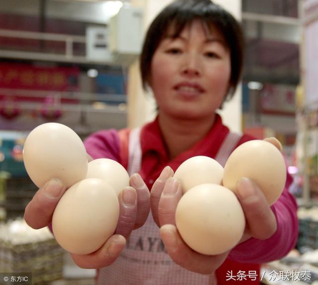 周口雞蛋今日最新價(jià)格，勵(lì)志故事背后的雞蛋價(jià)值探索