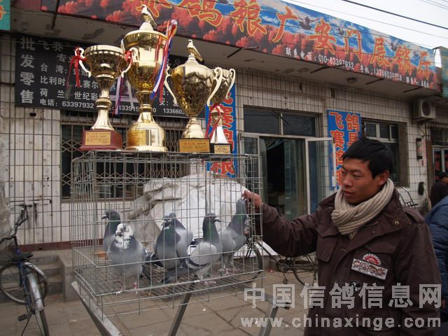 北京鴿市繁榮景象與發(fā)展趨勢揭秘，最新動態(tài)與未來展望