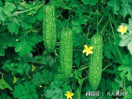 苦瓜最新網(wǎng)站，探索自然美景，尋找內(nèi)心寧?kù)o的輕松之旅