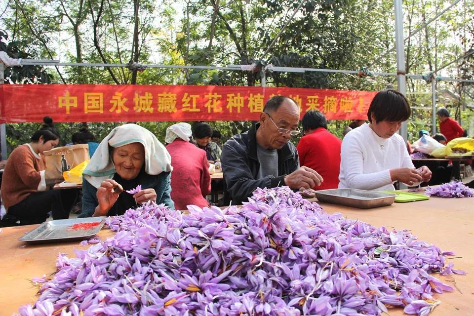 亳州白芷行情深度解析，市場走勢及行情概覽