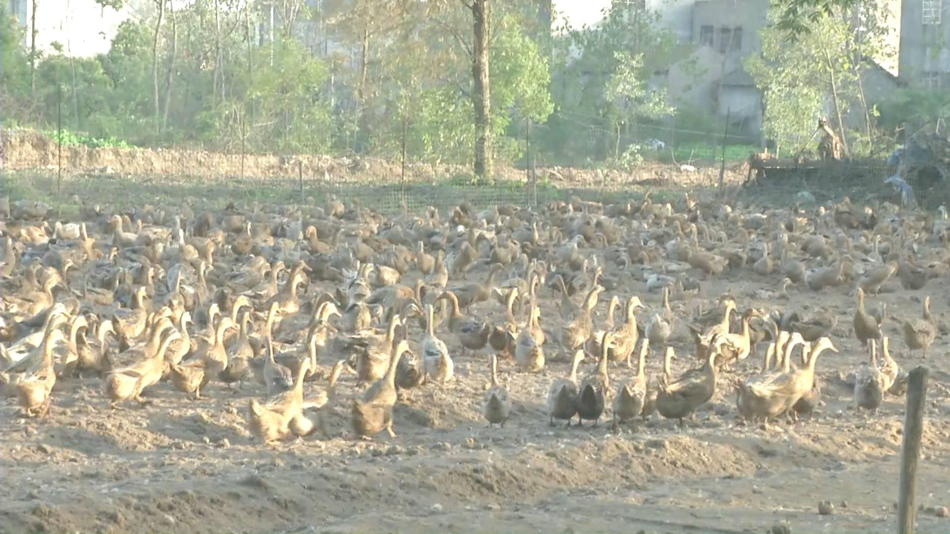 鴨蛋行情網(wǎng)，科技引領(lǐng)鴨蛋市場(chǎng)新時(shí)代