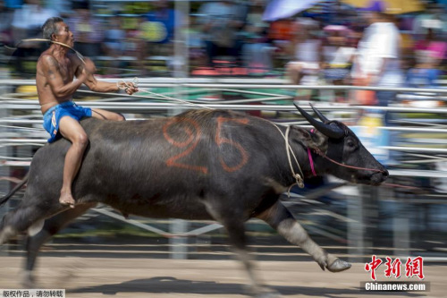 騎水牛比賽，傳統(tǒng)競技的魅力與爭議展現(xiàn)