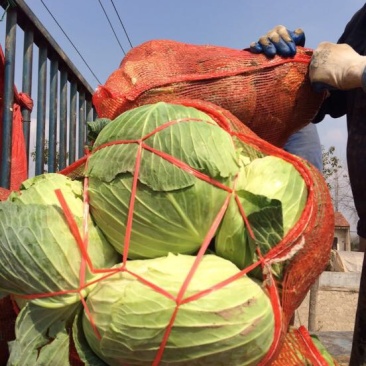 湖北包菜價(jià)格動(dòng)態(tài),湖北包菜價(jià)格動(dòng)態(tài)，一場(chǎng)尋找內(nèi)心平靜的綠色之旅
