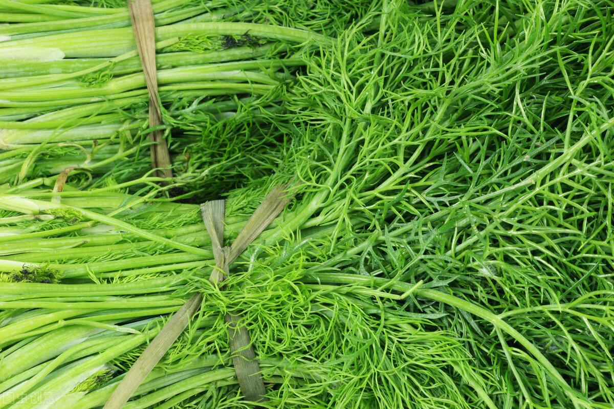 茴香價格動態(tài)，香氣變化與你的關(guān)聯(lián)