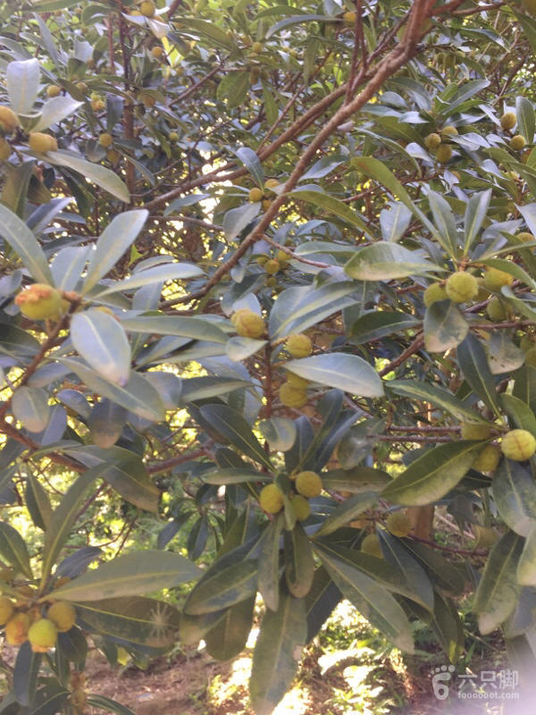 橫河大山搬遷最新動(dòng)態(tài)，力量重塑與未來(lái)希望