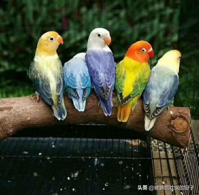 牡丹鸚鵡最新報(bào)價(jià)，市場(chǎng)走勢(shì)分析與選購(gòu)指南