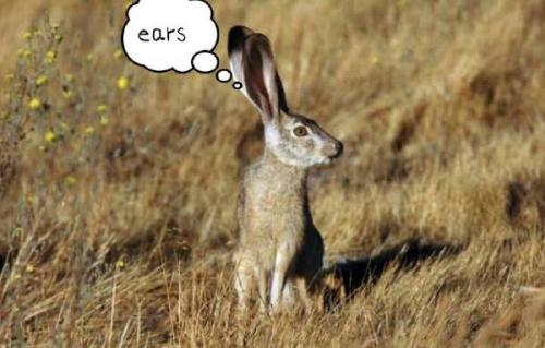 最新夜間捕獵兔子視頻，揭秘夜間捕兔三大要點深度解析