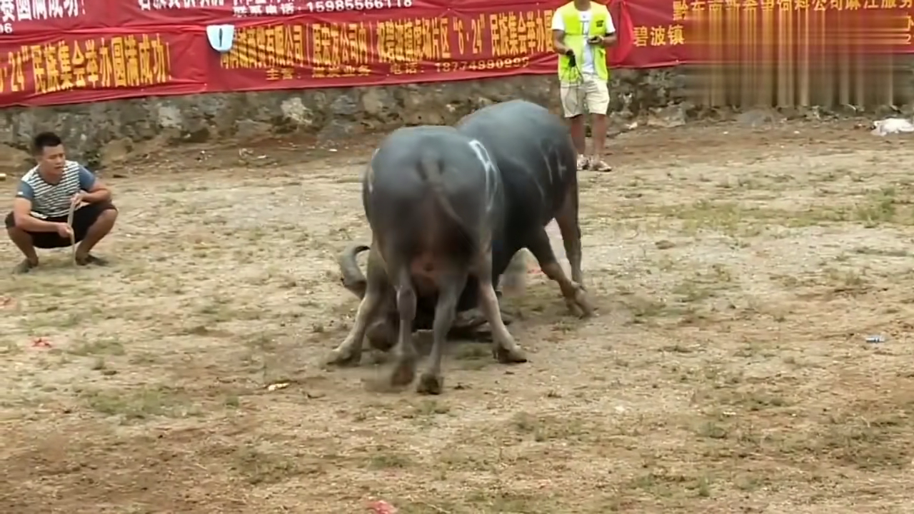 貴州斗牛傳奇篇章，回顧2017年斗牛比賽的精彩瞬間