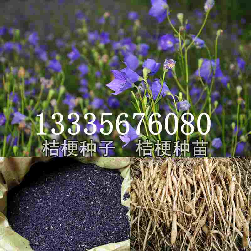 桔梗種子價格揭秘，成長旅程與自信綻放之路