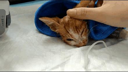 貓球比賽，激發(fā)潛力的勵(lì)志之旅