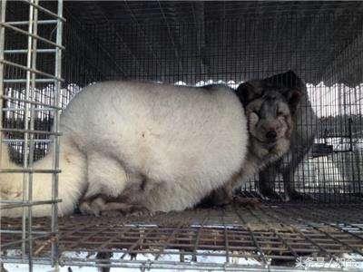 尚村貉皮最新報(bào)價(jià)，時(shí)尚變遷中的自信與成就感體現(xiàn)