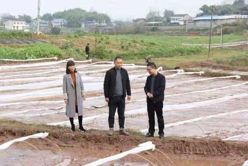 合川土場最新動態(tài)更新，今日最新資訊速遞