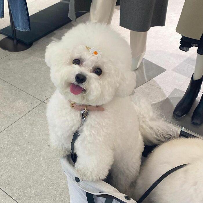 小巷中的寵物奇緣，比熊犬的價(jià)格探秘