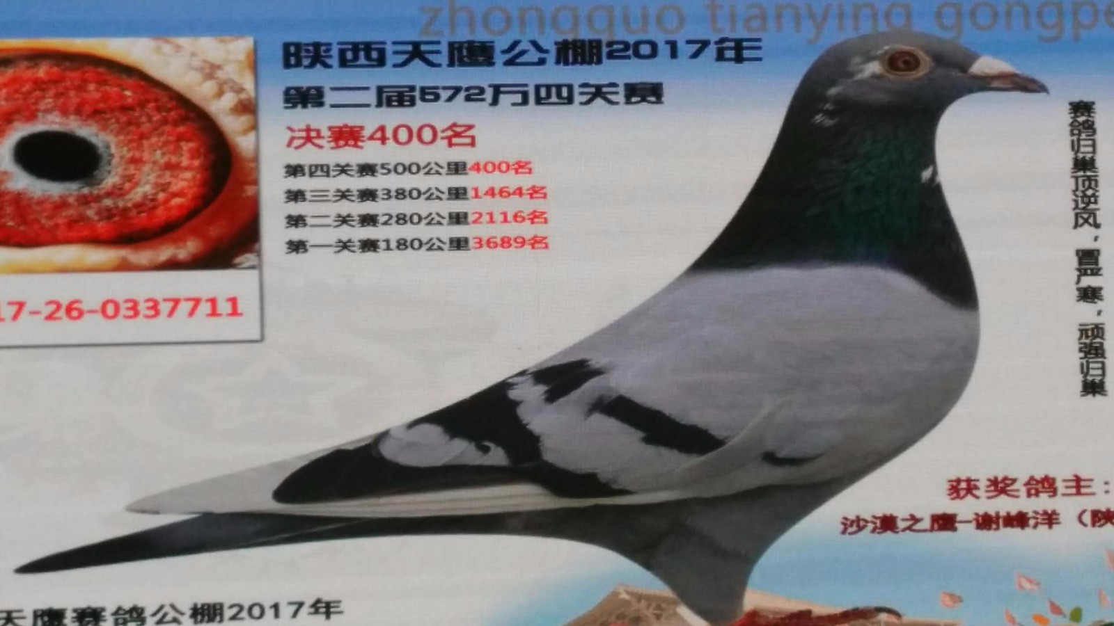 天鷹公棚歷程回顧，最新消息鑄就輝煌篇章