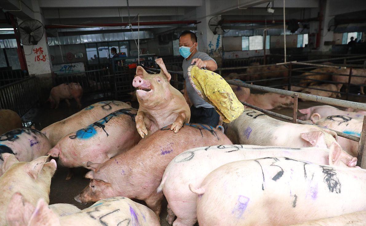 科技引領未來，最新小麥價格行情實時查詢動態(tài)掌握