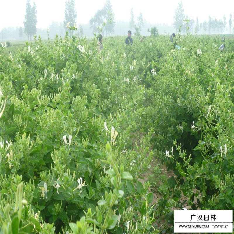 金銀花最新行情與機(jī)遇，價格變動中的自信與成就感之源