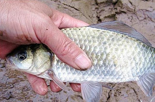 高科技智能魚探設(shè)備引領(lǐng)海洋探索新時(shí)代，最新魚訊速遞