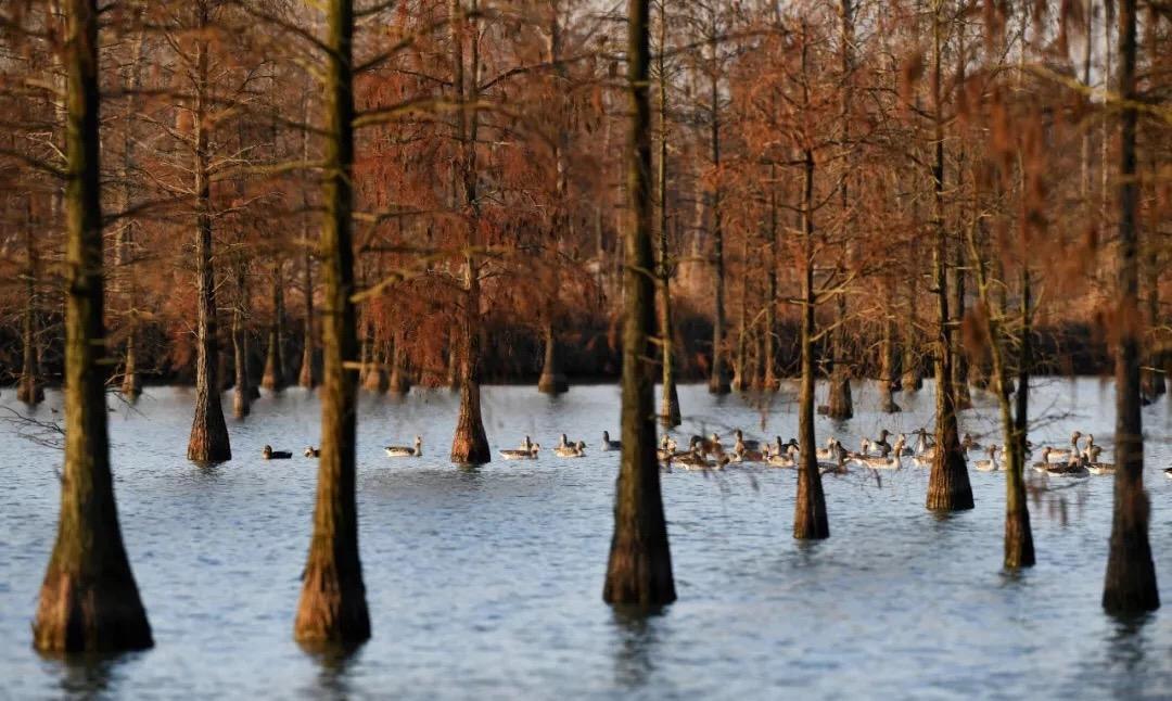 燈飾燈具 第128頁(yè)