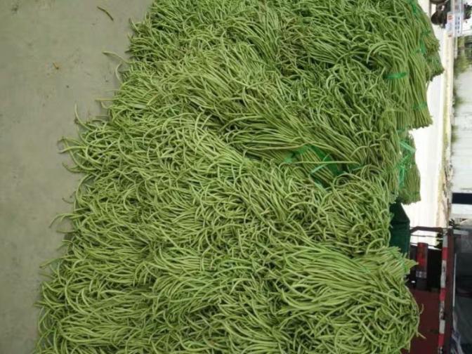 合浦豆角最新價格指南，獲取與比較豆角價格的方法及最新價格更新通知