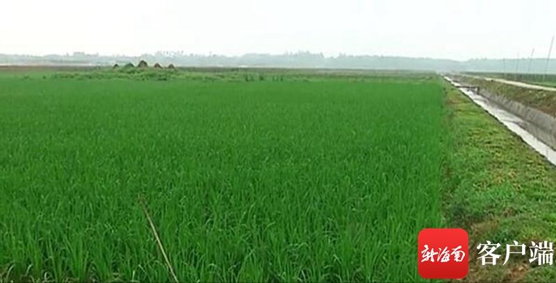 澄邁最新動態(tài)，自然美景探索之旅，尋覓內(nèi)心平和與寧靜的旅程