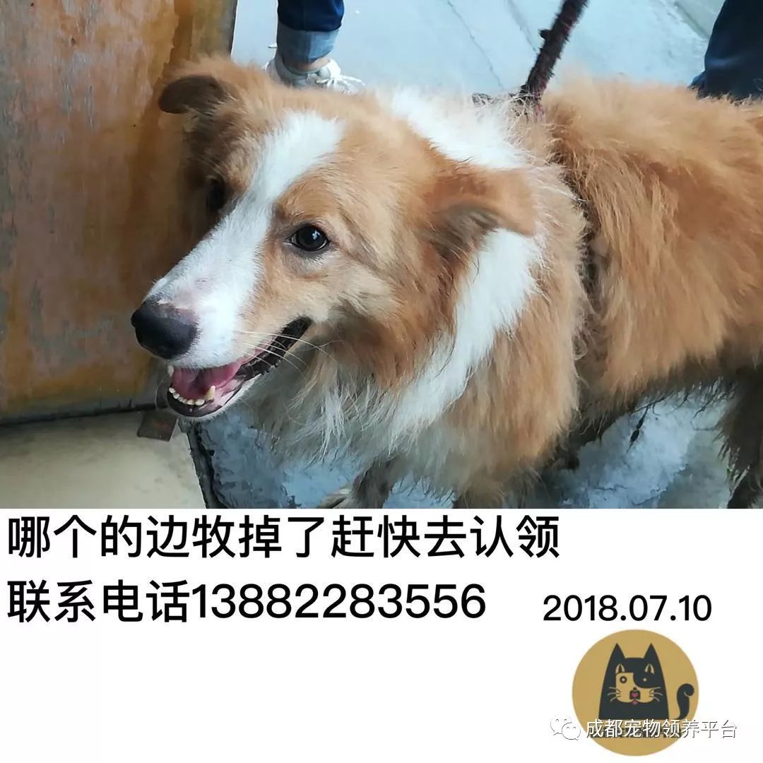 成都最新尋狗記，巷弄深處特色小店中的尋寵之旅