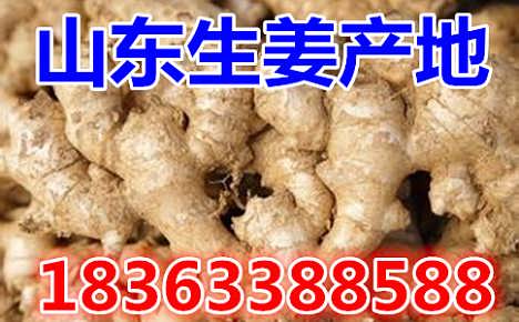 鮮姜最新價(jià)格揭秘，自然美景背后的旅行探索之旅
