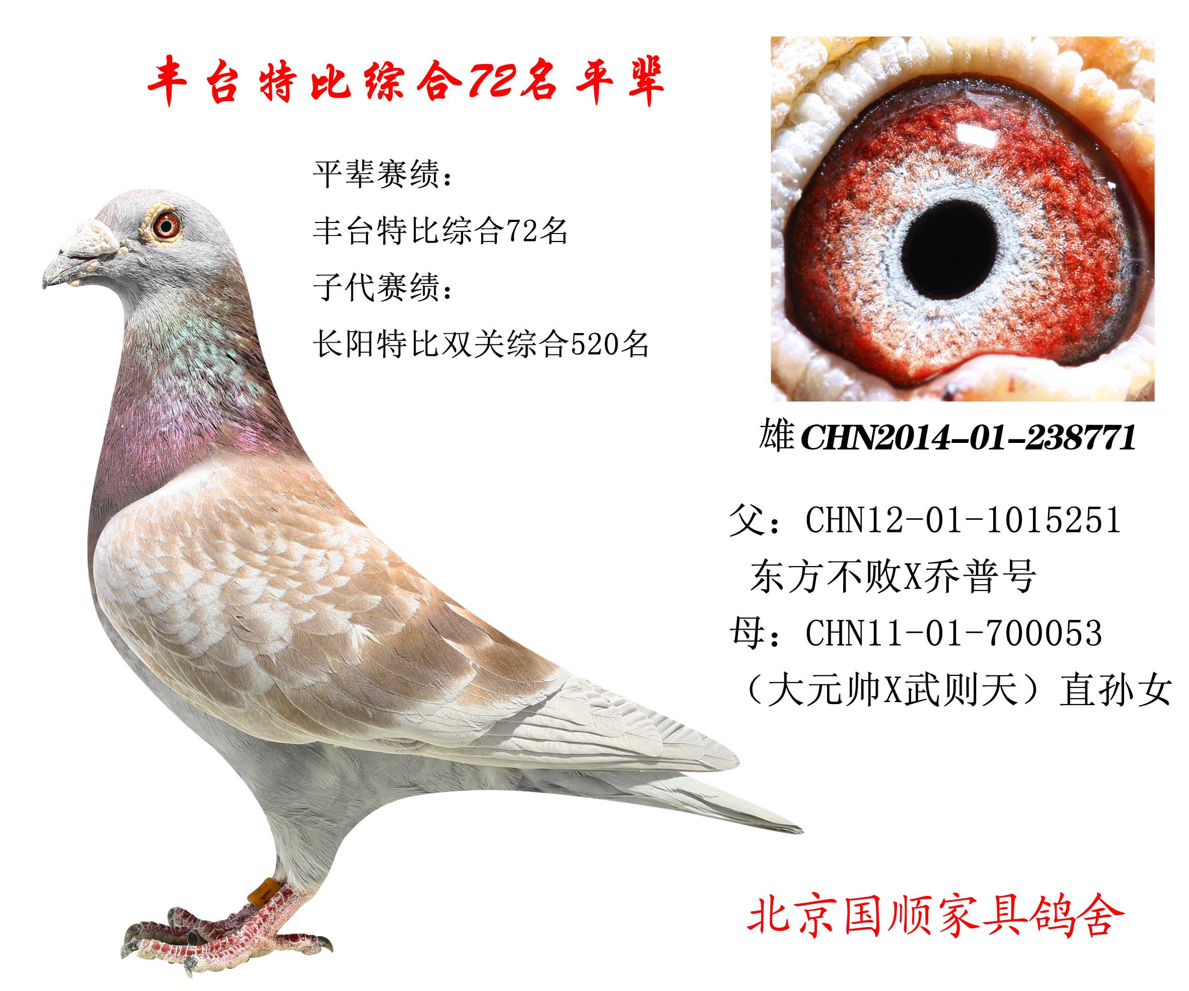 豐臺信鴿最新賽事指南，參賽步驟與賽事概覽