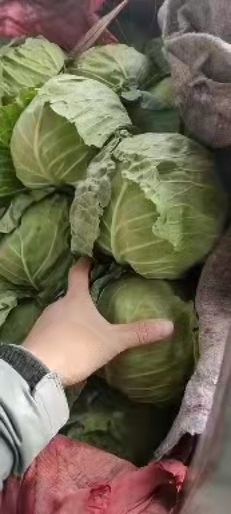 永年甘藍(lán)最新價(jià)格及市場(chǎng)走勢(shì)、種植要點(diǎn)與購(gòu)買(mǎi)指南全解析