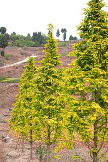 最新彩葉樹(shù)種種植與養(yǎng)護(hù)指南，從選種到養(yǎng)護(hù)一步到位！
