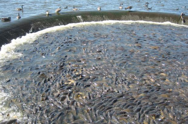 美國鯉魚成災(zāi)背后秘密揭秘，鯉魚泛濫與小巷獨特小店的故事