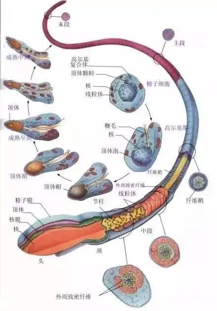 窩精子最新，小巷中的秘密風(fēng)味探索