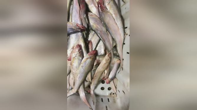 最新魚視頻，海洋生態(tài)與觀賞魚文化的精彩交融
