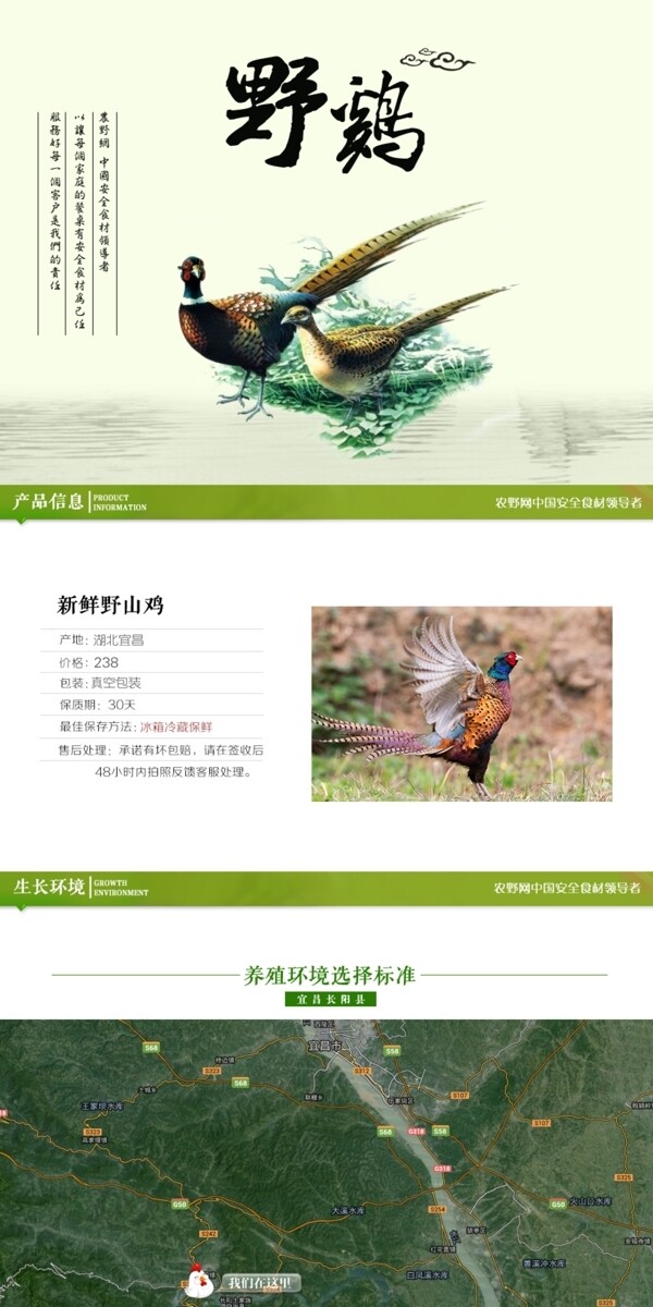 深度剖析，最新山雞的背景、事件與地位概述