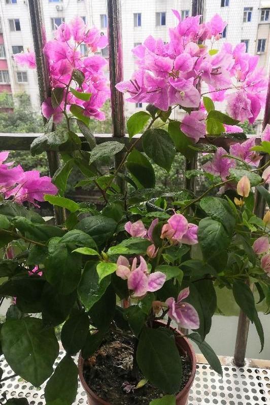 小巷深處的獨特花語，最新殘花之美