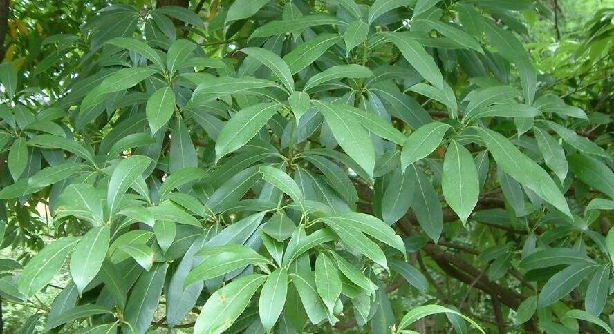 南山楠最新，自然美景的輕松探索之旅