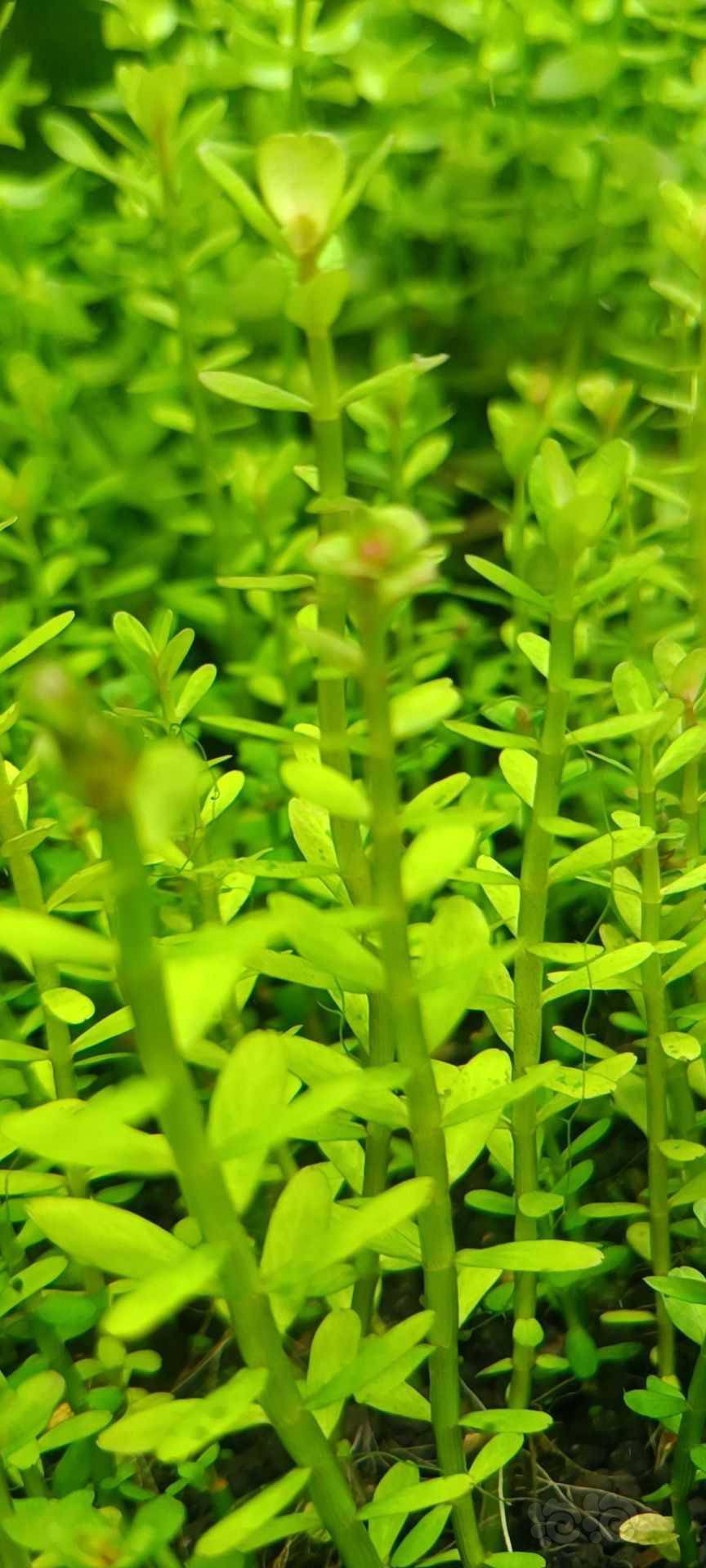 最新福利草草，自然美景之旅，探尋內(nèi)心平和與喜悅的旅程
