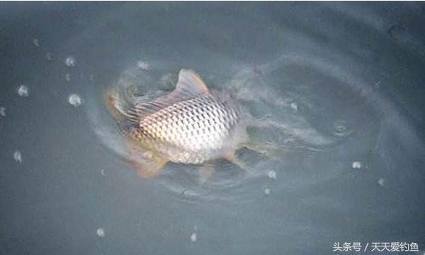 最新逗釣步驟指南，從入門(mén)到精通的釣魚(yú)技巧分享