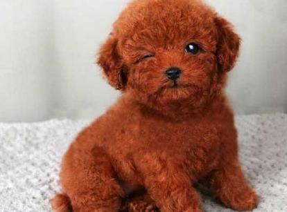 最新小鹿犬，趣事不斷，傳遞溫馨友誼與愛的小使者