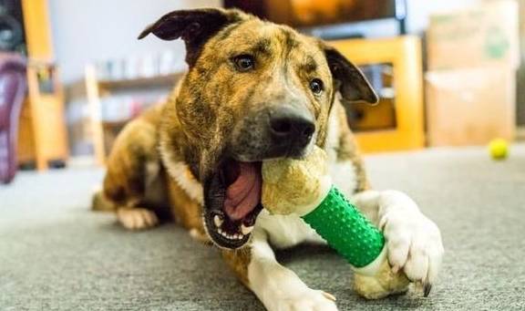 犬類智慧與人類勵(lì)志，最新狗狗新聞聚焦