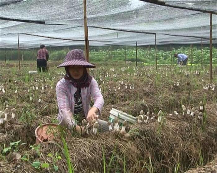 食用菌最新讀音及其背景、發(fā)展與地位概述